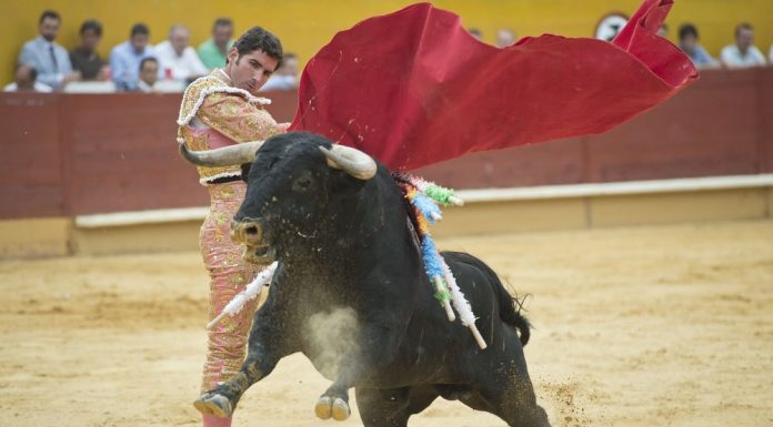 Os touros não odeiam a cor vermelha