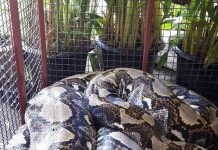 Cobra gigante visita restaurante em Bangkok