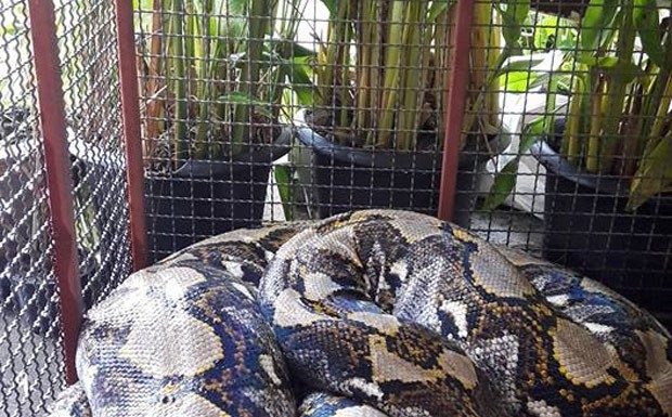 Cobra gigante visita restaurante em Bangkok