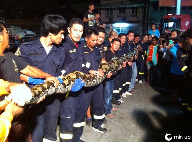 Foram necessárias quase 20 pessoas para conseguir retirar o réptil (Foto: Reprodução/Facebook/Bombeiros de Talat Phlu)