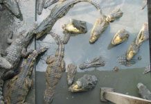 Mergulhando no lago de crocodilos: suicídio ao estilo tailandês