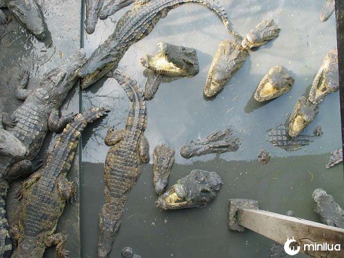 samutprakarn-crocodile-farm
