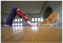 Doga, a yoga em dupla entre donos e cães domina o livro dos recordes