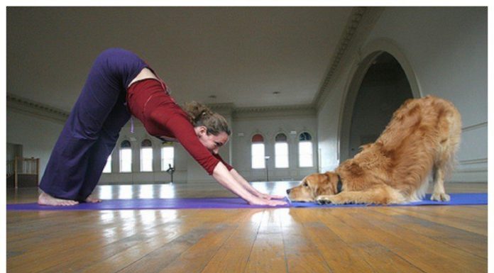 Doga, a yoga em dupla entre donos e cães domina o livro dos recordes