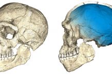 Os fósseis mais antigos já encontrados de Homo Sapiens
