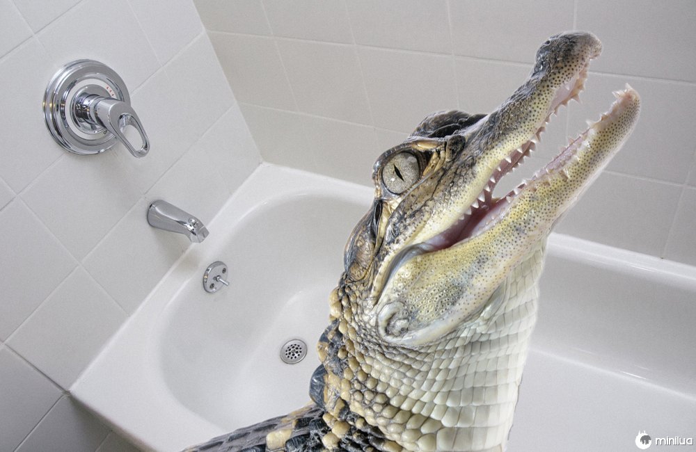 gator in tub
