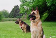 Polícia chinesa recorre a gansos como substitutos de cães de guarda