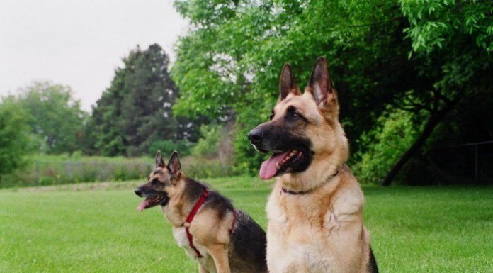 Polícia chinesa recorre a gansos como substitutos de cães de guarda