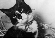 Como Simon o gato ganhou uma medalha militar