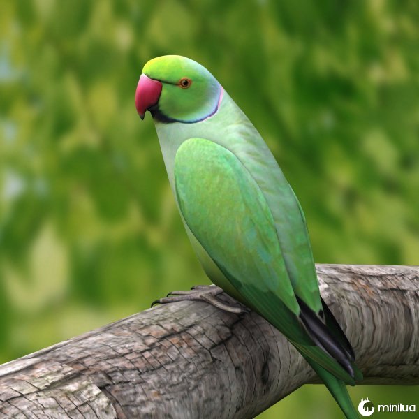 Indian parrot on a tree branch