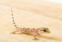 Mulher Indonésia chamada de bruxa por dar a luz ao bebê lagarto