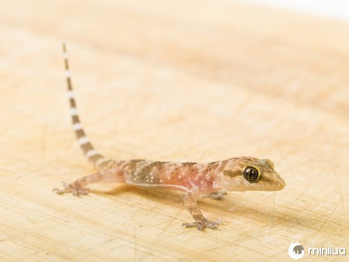 indonesia-lizard-birth