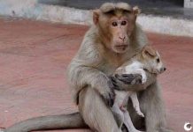 Macaco adota filhote de cachorro perdido na Índia