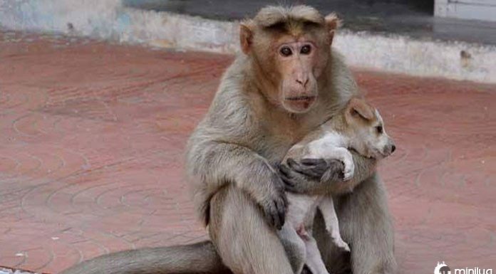 Macaco adota filhote de cachorro perdido na Índia