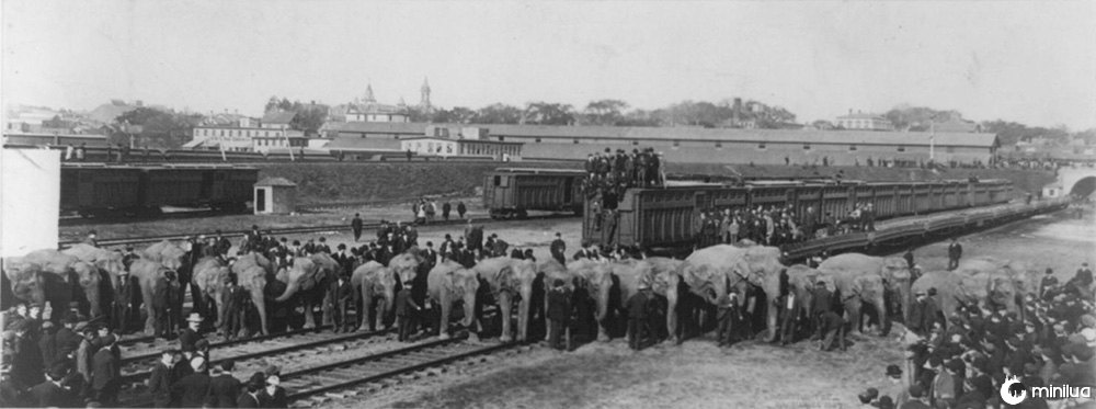 ringling and barnum circus train