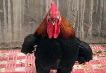 Bravo galo sem pés caminha orgulhosamente apesar de não ter pés