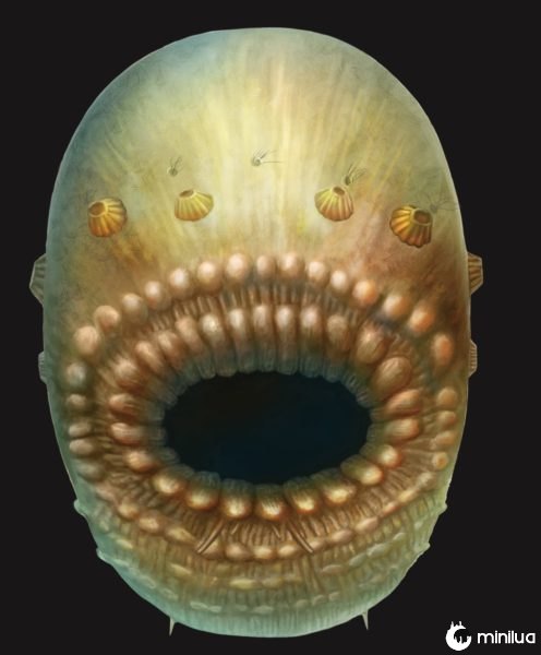saccorhytus coronarius oldest human ancestor