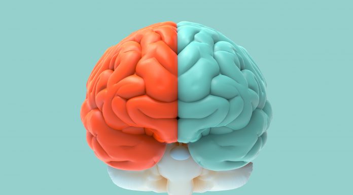 A verdade é que os lados do cérebro não determinam a personalidade