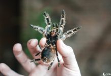 Quantas aranhas você está engolindo enquanto dorme?