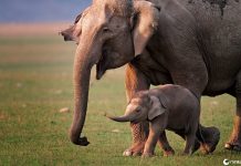 5 verdades sobre os animais que você aprendeu errado