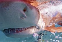 Os tubarão pode realmente cheirar uma gota de sangue de uma milha de distância?