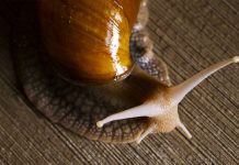 Caracol acorda após 5 anos de colagem a um cartão de museu