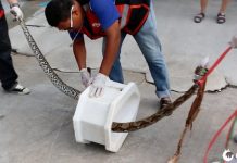 Homem é picado por cobra de 3 metros enquanto usa o banheiro de sua casa