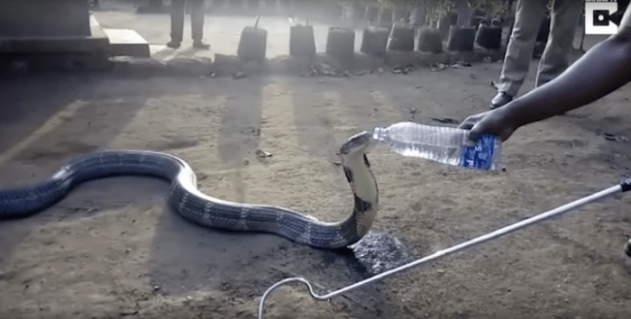 king cobra snake india drink water bottle drought
