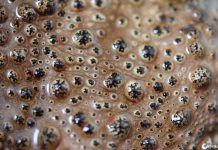 O contato direto com um sapo realmente pode causar verrugas?