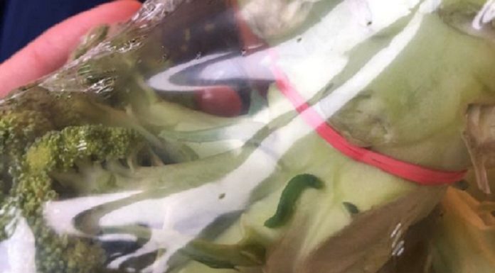 Homem resolve criar sete filhos de lagarta depois de encontrá-los dentro de brócolis de Tesco