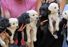 Cão salvo por casal de ser abatido no canil entrega 12 filhotes lindos