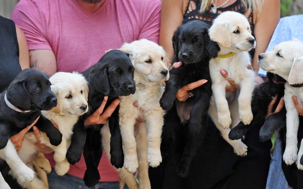 Cão salvo por casal de ser abatido no canil entrega 12 filhotes lindos