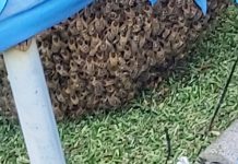 Enxame de 25.000 abelhas invade o trampolim da família, causando 24 horas de caos