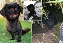 Cão milagroso sobrevive dois dias no buraco escondido - atraído pelo cheiro de Peperami