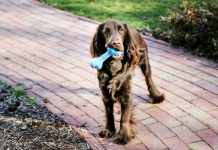 Post emocionante sobre cães que ressurgem e os amantes de cães não conseguem lidar