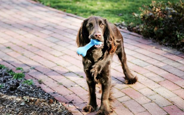 Post emocionante sobre cães que ressurgem e os amantes de cães não conseguem lidar