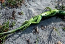 Previsão do tempo na Flórida: Nublado com possibilidade de queda de iguanas