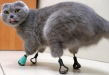 Gato com as quatro patas congeladas recebe novos pés de titânio e volta andar novamente