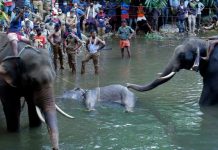 Elefante na Índia morre depois de possivelmente comer frutas recheadas com explosivos