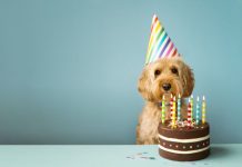 'Anos de cão' são um mito total. Aqui está quantos anos o Fido realmente tem.