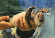 Os bebês pandas gigantes nascem mal formados e ninguém sabe o porquê