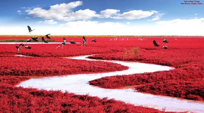 Mar de Crimson da China: a praia vermelha de Panjin