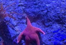 A foto da bunda do Sea Star se torna viral. Spoiler: Isso não é nada