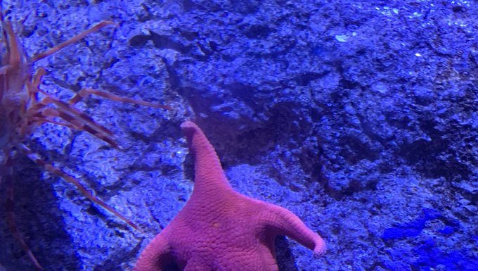 A foto da bunda do Sea Star se torna viral. Spoiler: Isso não é nada