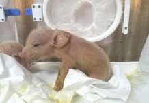 Primeiras quimeras de porco-macaco foram criadas na China