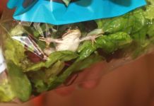 Sapos, sapos, lagartos e morcegos ... foram encontrados em saladas ensacadas