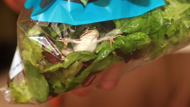 Sapos, sapos, lagartos e morcegos ... foram encontrados em saladas ensacadas