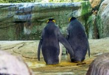 Casal de pinguins 'gay' não tinha ovo próprio. Então eles roubaram um.