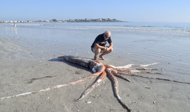 Lulas gigantes incrivelmente intactas aparecem em praias na África do Sul