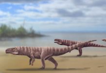 Crocodilo antigo andou sobre duas pernas